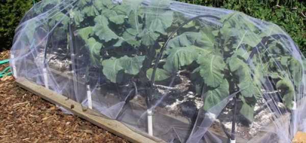 TELI PROTETTIVI IN TNT PER PIANTE – TNT IN AGRICOLTURA